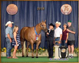 FG JustImagine Palomino world picture 2016.jpg